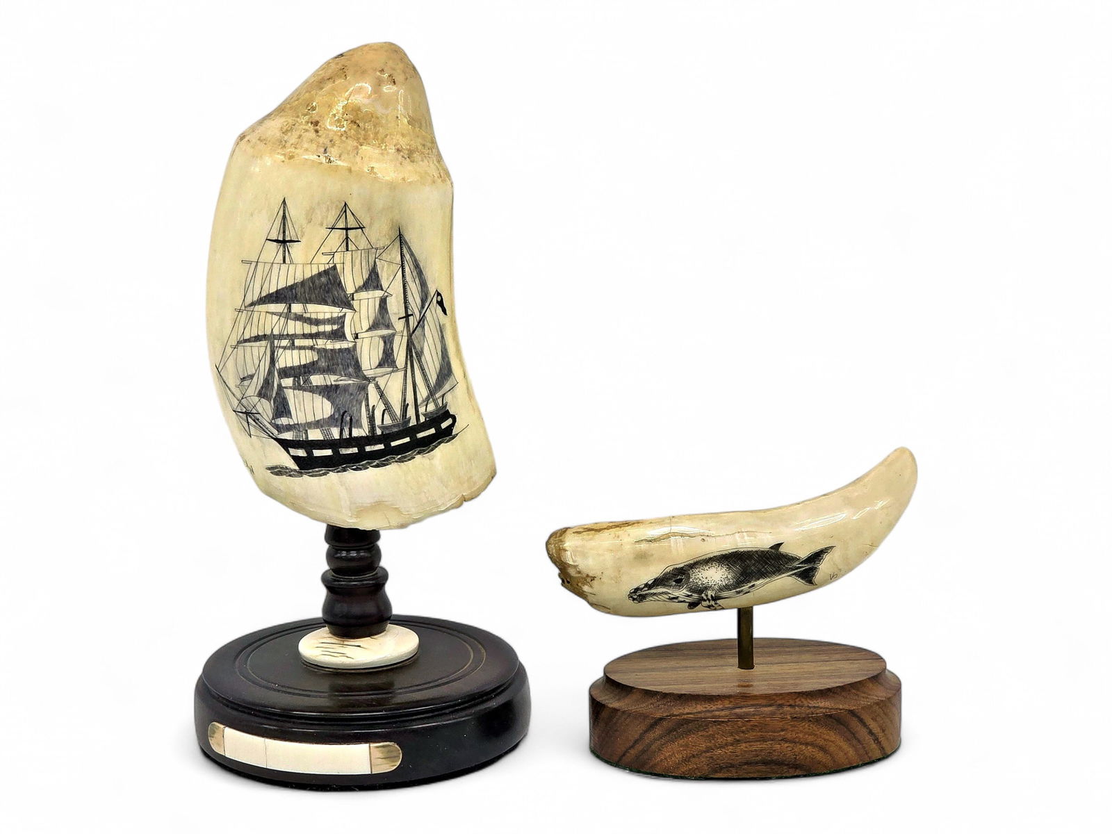 Scrimshaw Teeth w/ Whaling Ship & Humpback Whale (1 of 11)