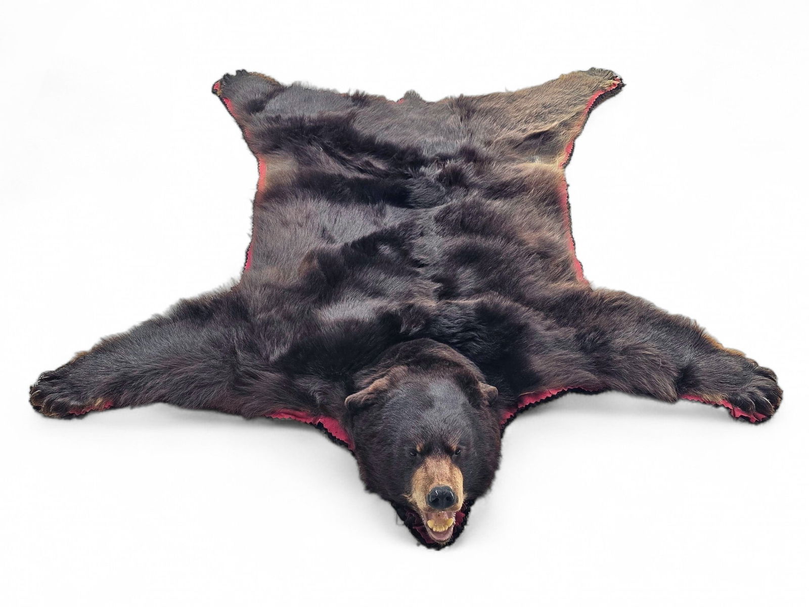 83" Alaska Black Bear Rug: A full-size taxidermy Alaska black bear (Ursus americanus) rug, featuring a full thick hide with an open mouth, paws, and claws. An estimated 100,000 black bears inhabit Alaska, where they are found i