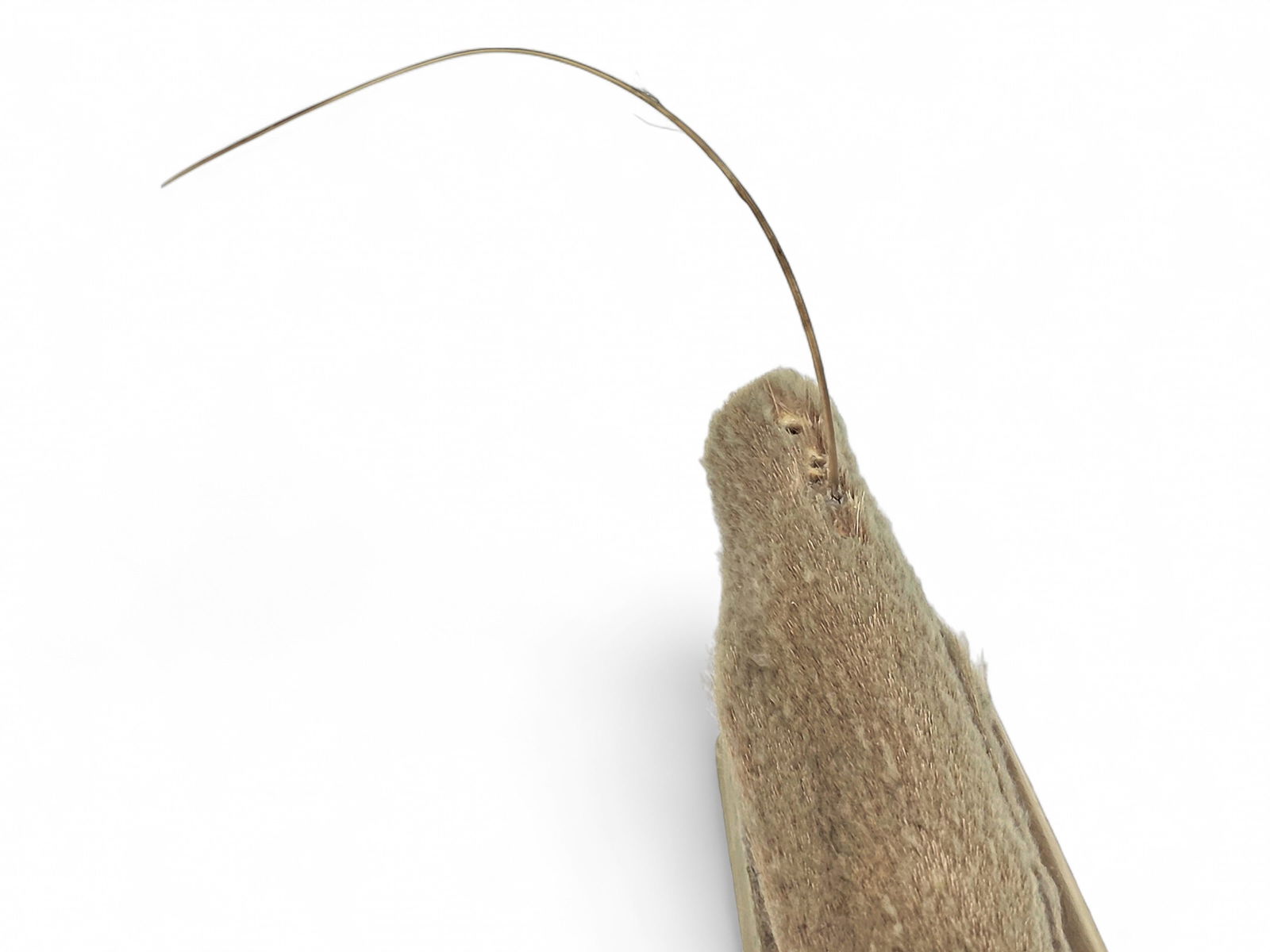 A Large Aleut Kayak Model - 9