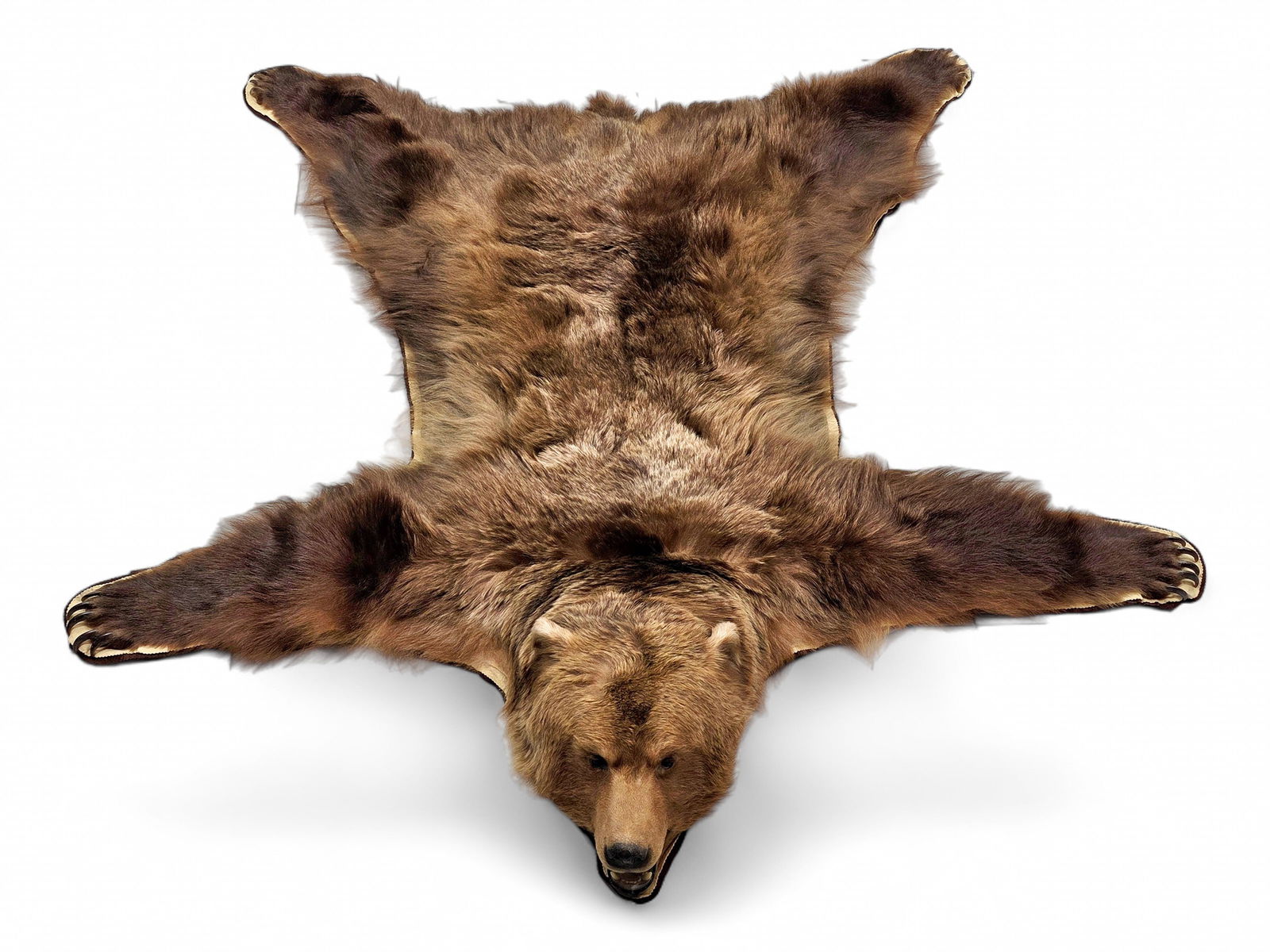 79" Alaska Brown Bear Taxidermy Rug: A full-size taxidermy Alaska brown bear (Ursus arctos horribilis) rug, featuring a full thick hide with an open mouth, paws, and claws. Alaska is home to over 98 percent of the United States' brown