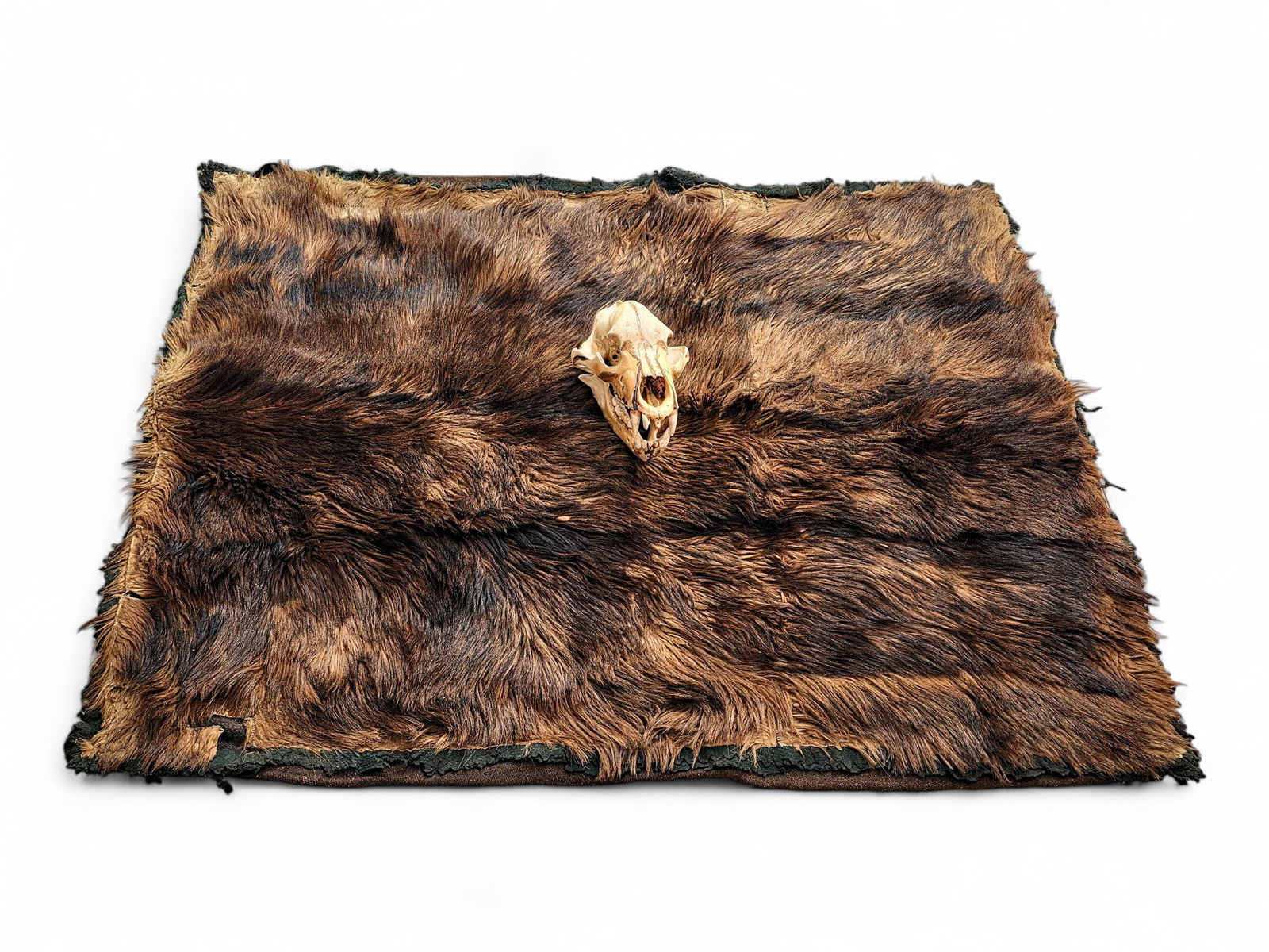 Alaska Brown Bear Throw Blanket & Skull: A taxidermy Alaska brown bear (Ursus arctos horribilis) throw blanket, and the associated skull. Skull retains the mandible and all teeth, and is in two unattached pieces as shown. Blanket has felt an