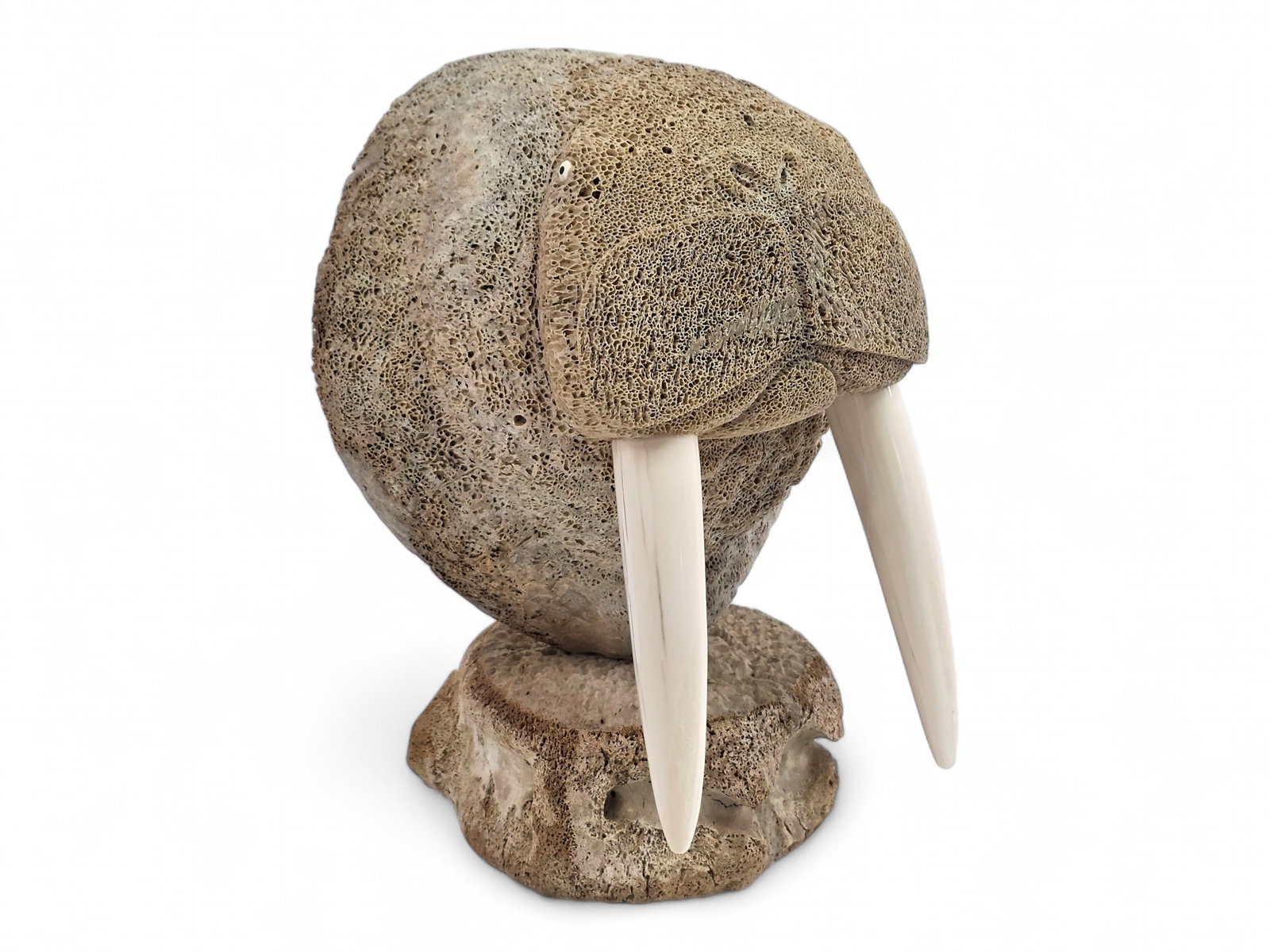 Walrus Head Sculpture in Fossil Whale Bone - Ron Apangalook: A striking sculpture by renowned Gambell, Alaska, carver Ron Apangalook, signed "QAY" on the underside, a shortened form of his Yup'ik name Qaygeghutkaq. Executed in fossil whale bone, the work depict