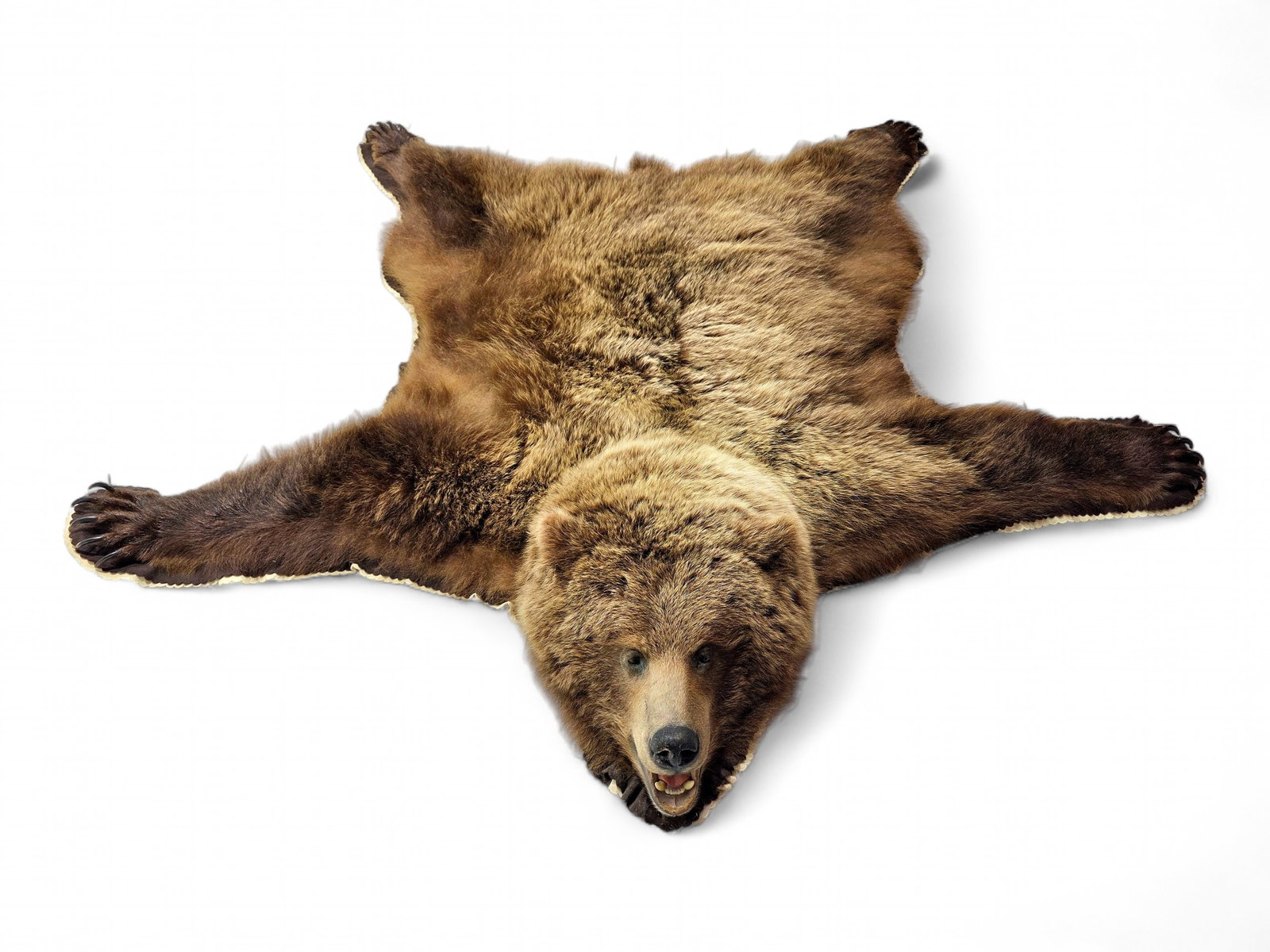 Alaskan Brown Bear Taxidermy Rug: An impressive large brown bear taxidermy rug, professionally prepared as a striking display piece for a rustic lodge, cabin, or trophy room. The specimen exhibits a thick, dense coat with rich