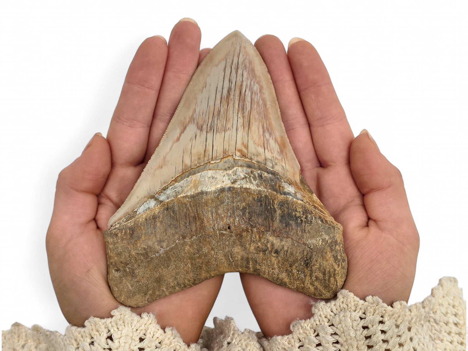 5.53" Exotic Megalodon Shark Tooth Fossil (1 of 8)