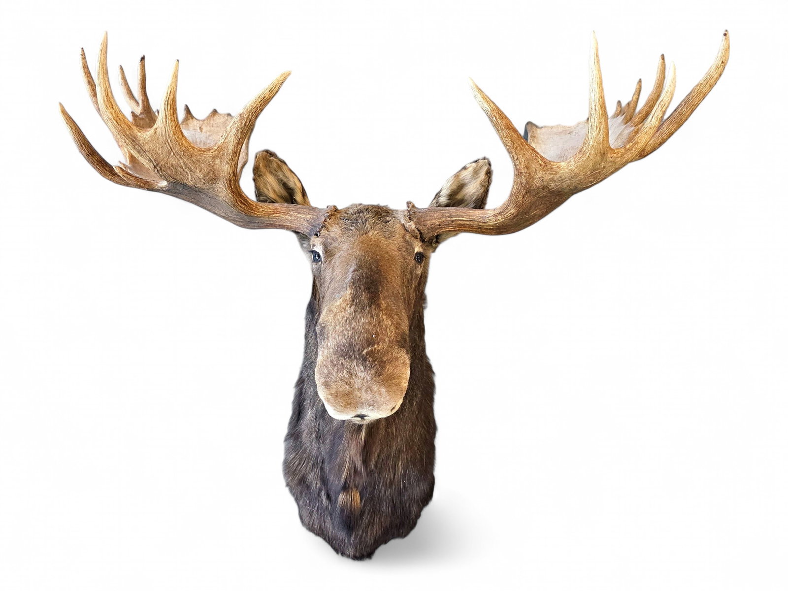 Trophy Alaskan Bull Moose Taxidermy Mount: A striking taxidermy shoulder mount of a mature Alaska-Yukon bull moose (Alces alces gigas), showcasing the impressive scale and commanding presence of North America's largest member of the deer