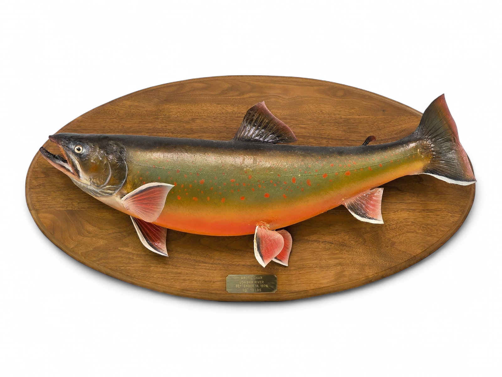 A Trophy Size Alaskan Arctic Char Taxidermy Mount (1 of 12)