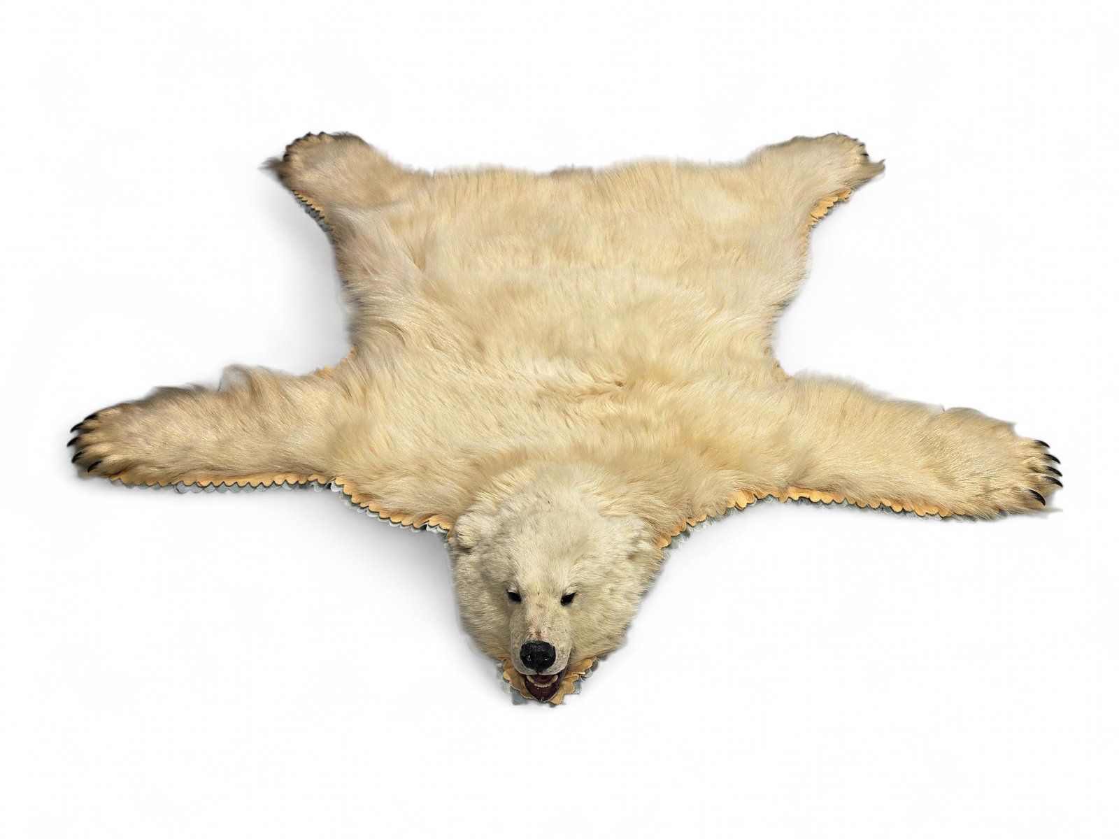 A Rare Juvenile Polar Bear Rug (1 of 8)