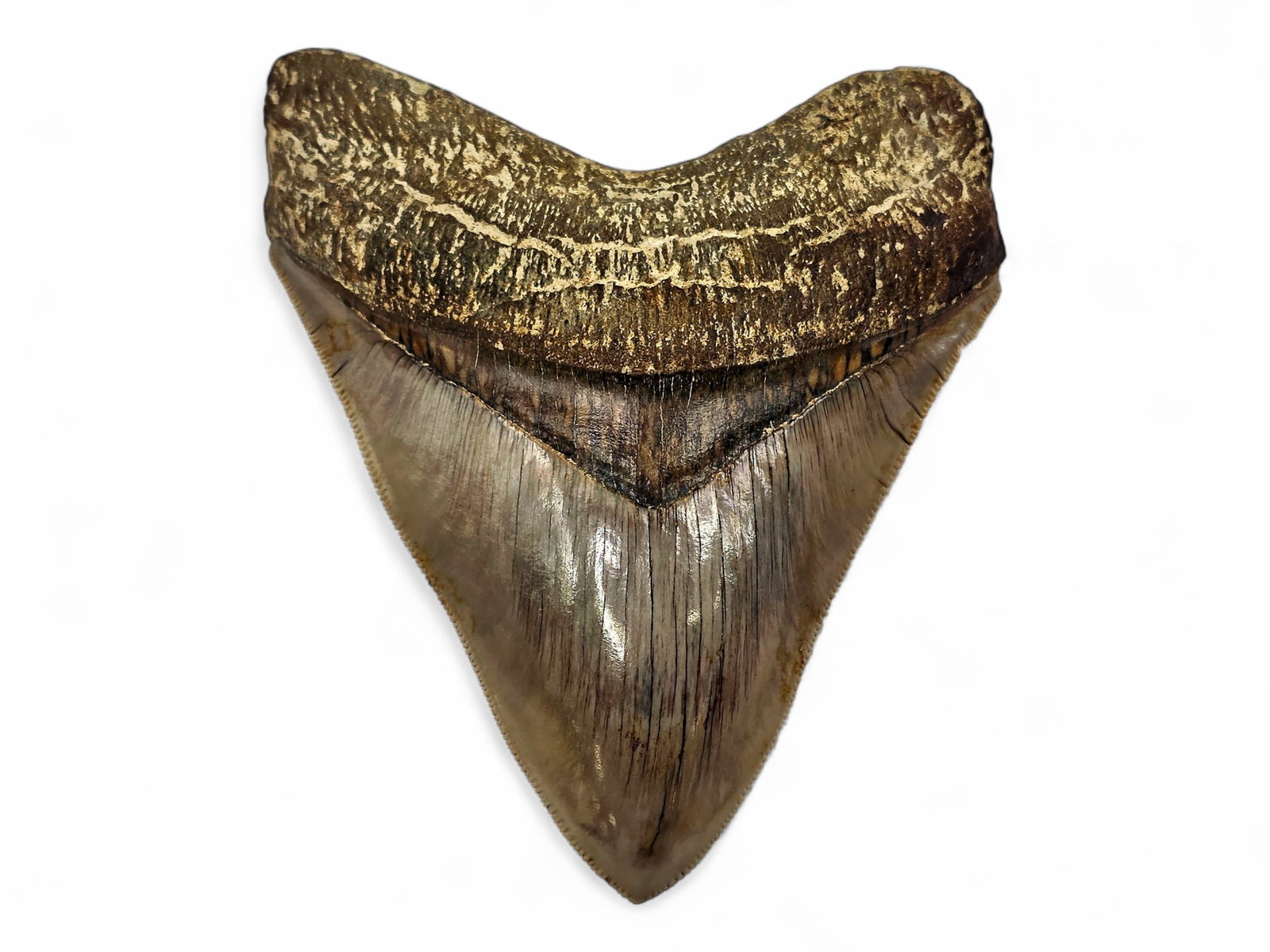 4.76" Exotic Megalodon Shark Tooth Fossil (1 of 6)
