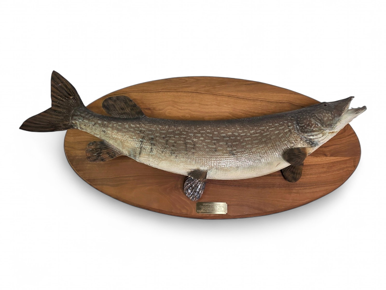 1976 Katmai National Monument Northern Pike Taxidermy Trophy: A vintage Northern pike (Esox lucius) taxidermy trophy commemorating a fish caught on August 3, 1976, at Grosvenor Lake within what was then Katmai National Monument, Alaska. Professionally mounted in