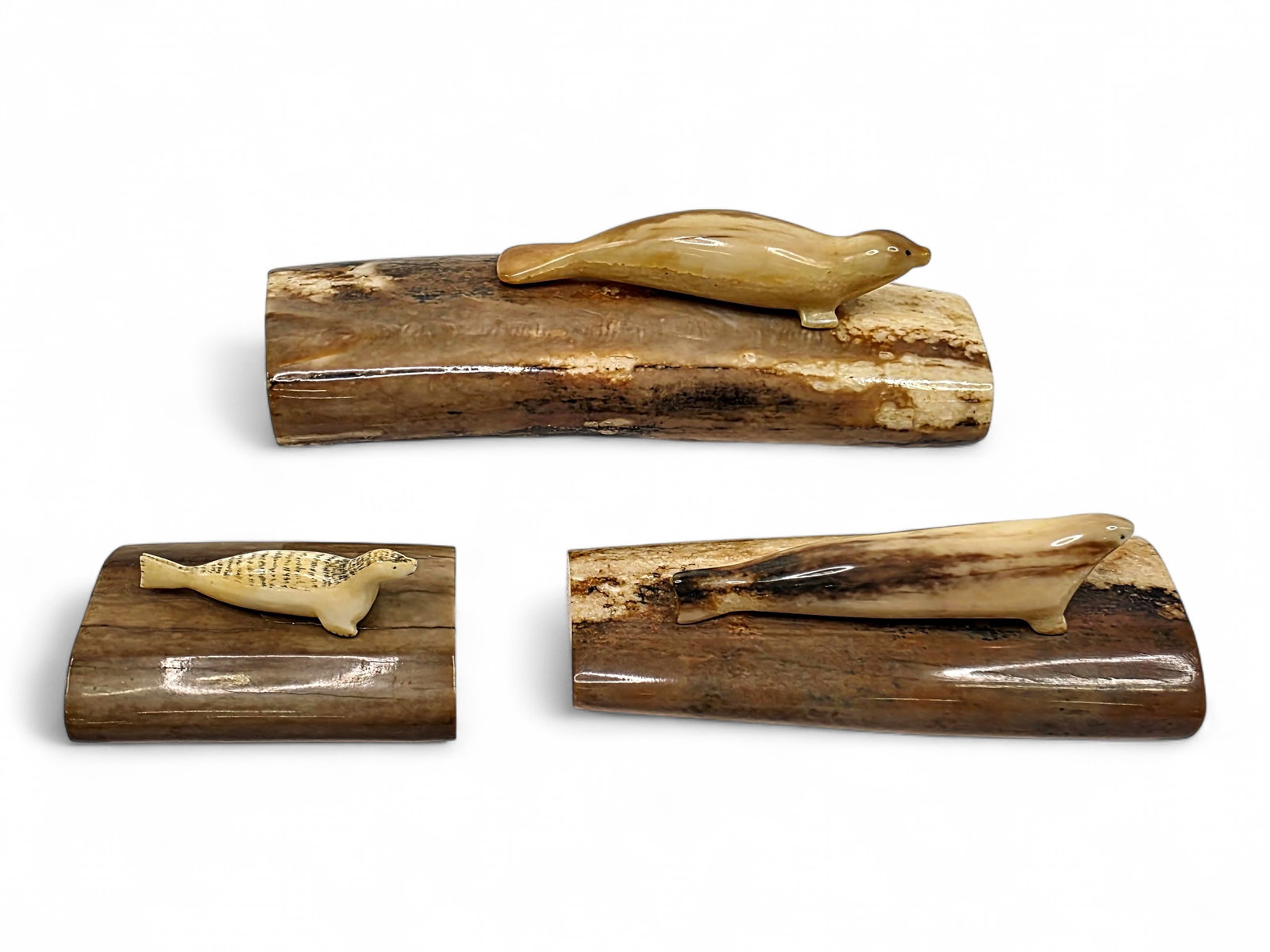 Arctic Seal Figures on Polished Fossil Tusk Sections: A charming group of three Alaska Native marine mammal sculptures, each featuring a seal fashioned from walrus tusk and mounted atop an individual section of polished fossilized walrus tusk. The seals 