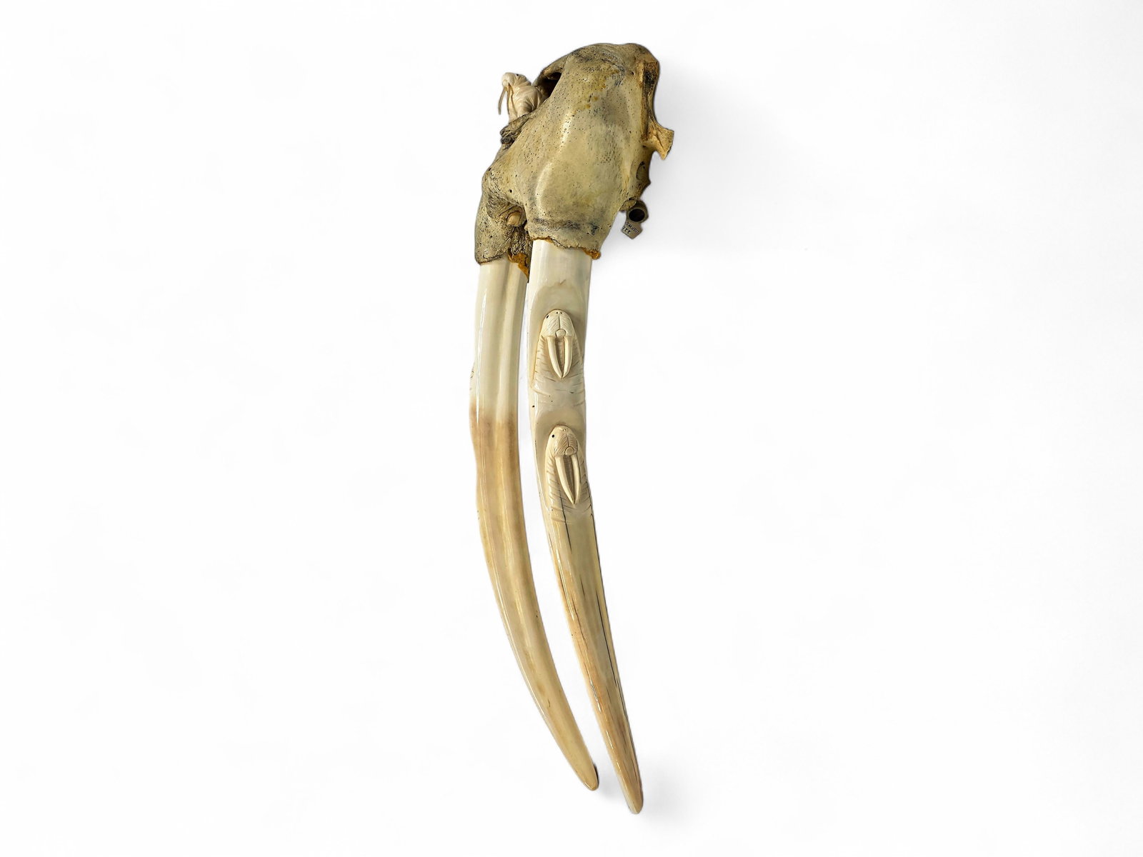 Alaska Native Sculptural Walrus Head Mount with Relief-Carved Tusks (1 of 14)
