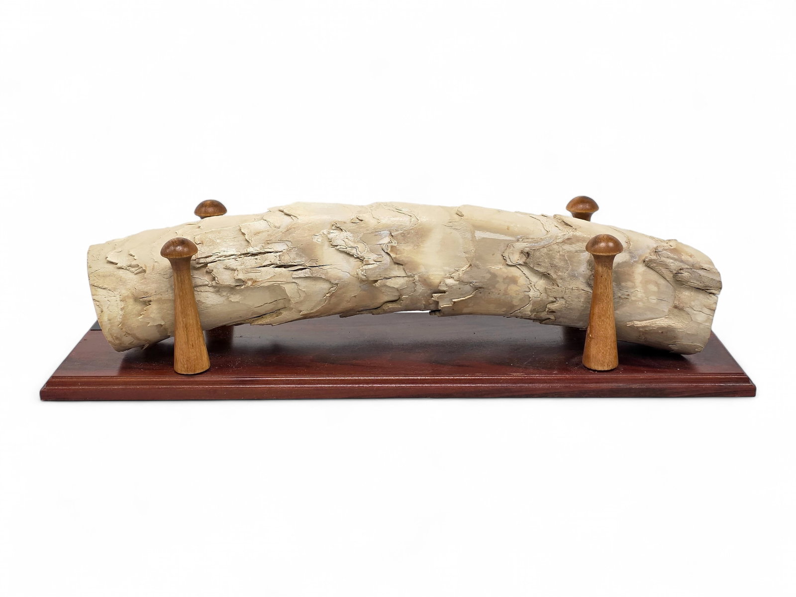 Ice Age "Birch Log" Mammoth Tusk Section on Custom Display (1 of 15)
