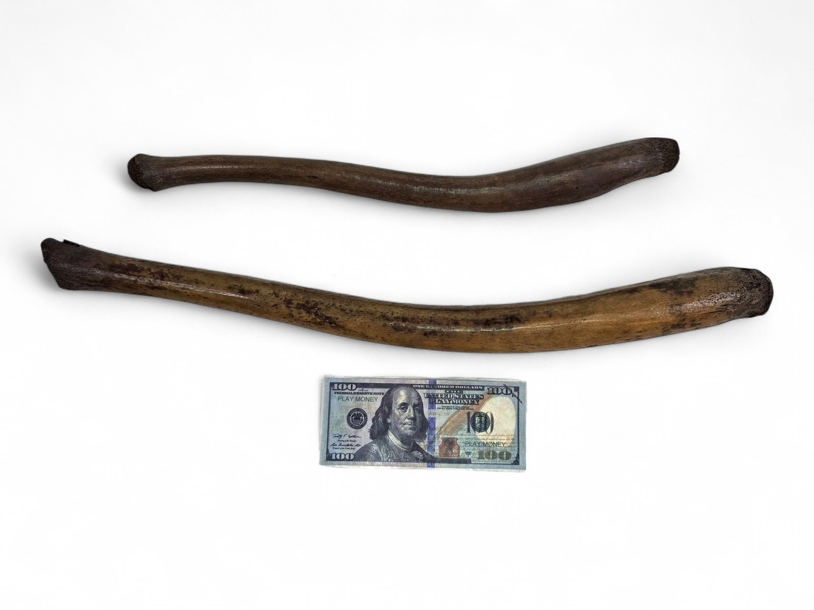 Fossilized Pacific Walrus Oosik Bones - 10