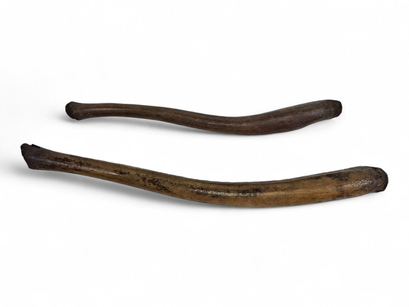 Fossilized Pacific Walrus Oosik Bones: Two fossilized walrus oosik bones, a word coming from the Inupiaq word usak or uzuk, a term used to refer to the baculum, or penile bone, of various Arctic marine mammals. The slight S-curve structure