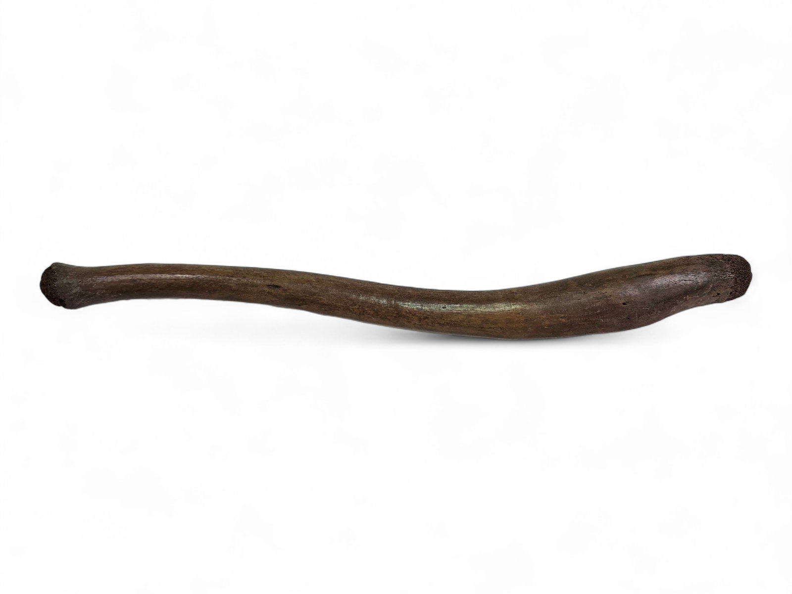 Fossilized Pacific Walrus Oosik Bones - 2