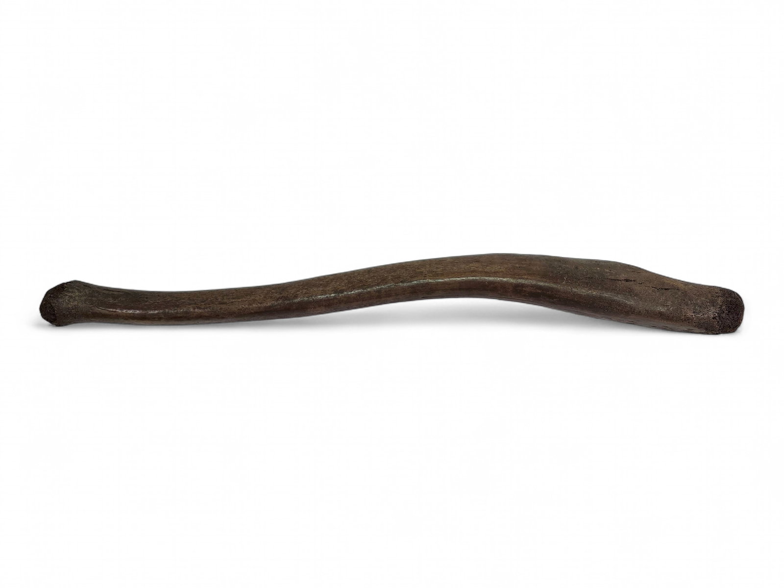Fossilized Pacific Walrus Oosik Bones - 3