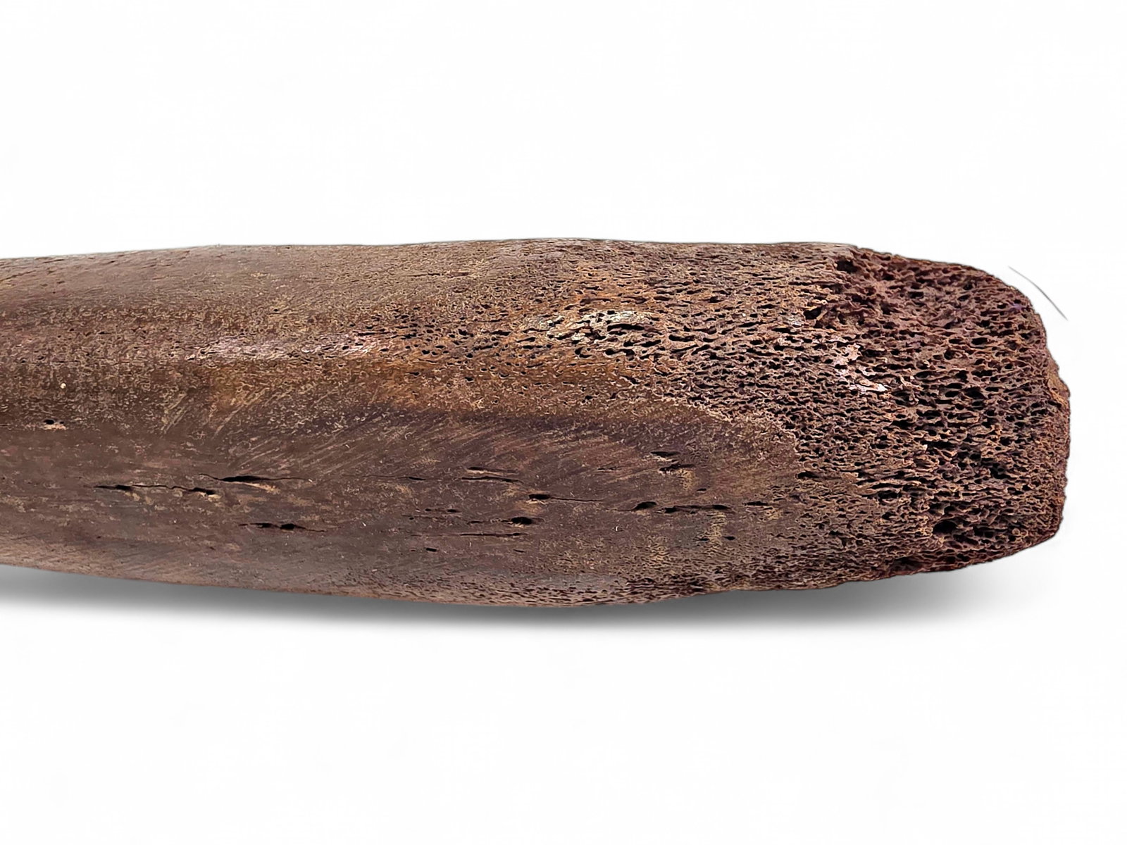 Fossilized Pacific Walrus Oosik Bones - 4