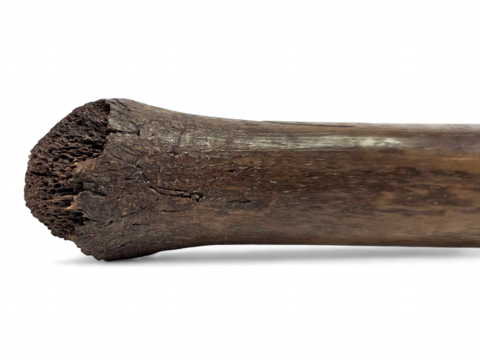 Fossilized Pacific Walrus Oosik Bones - 5