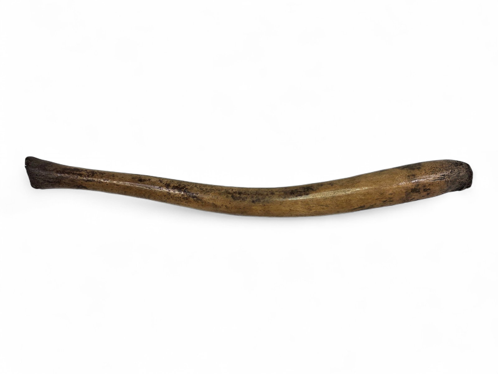 Fossilized Pacific Walrus Oosik Bones - 6