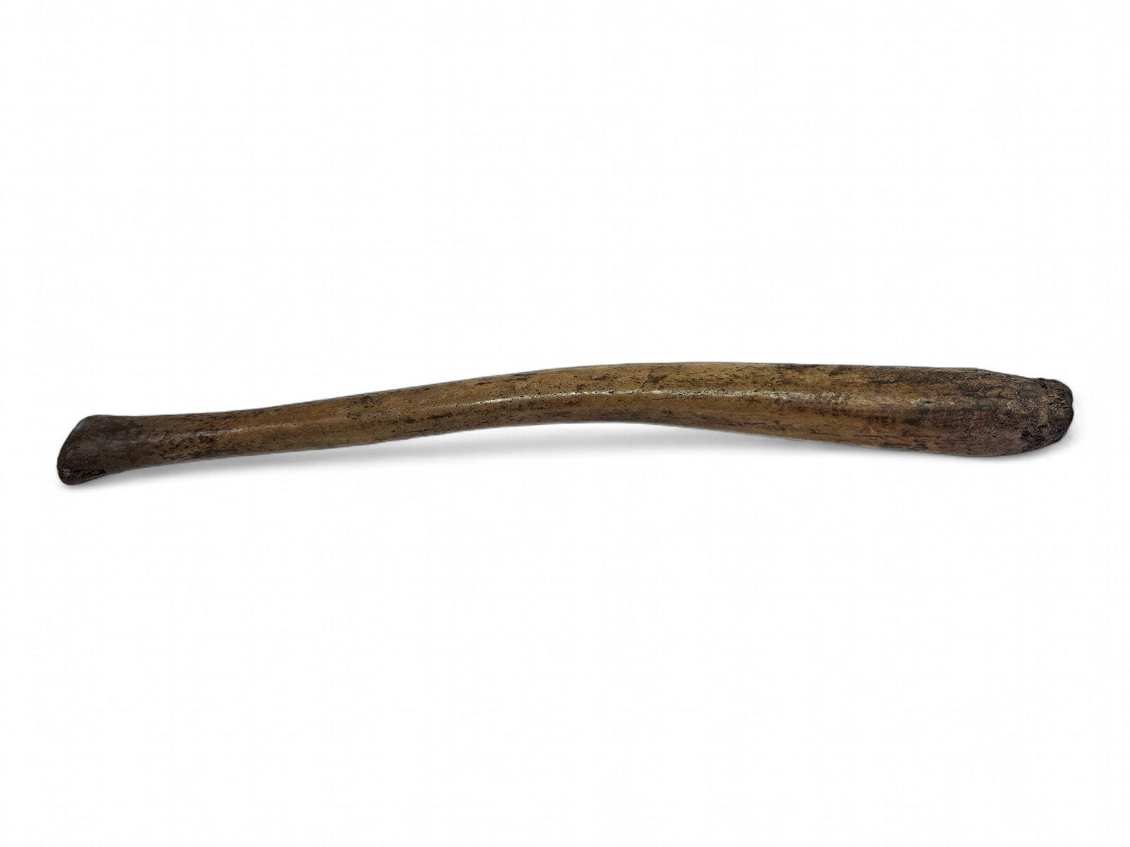 Fossilized Pacific Walrus Oosik Bones - 7