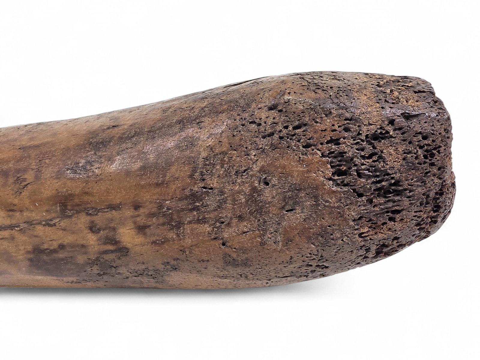 Fossilized Pacific Walrus Oosik Bones - 8