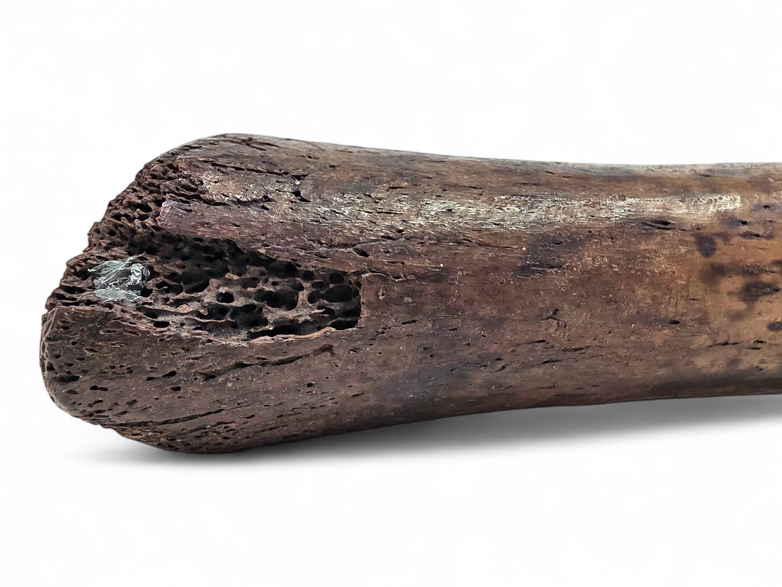 Fossilized Pacific Walrus Oosik Bones - 9
