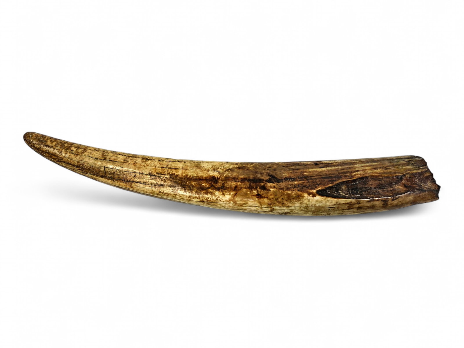 21.5" Long Fossilized Pacific Walrus Tusk (1 of 7)