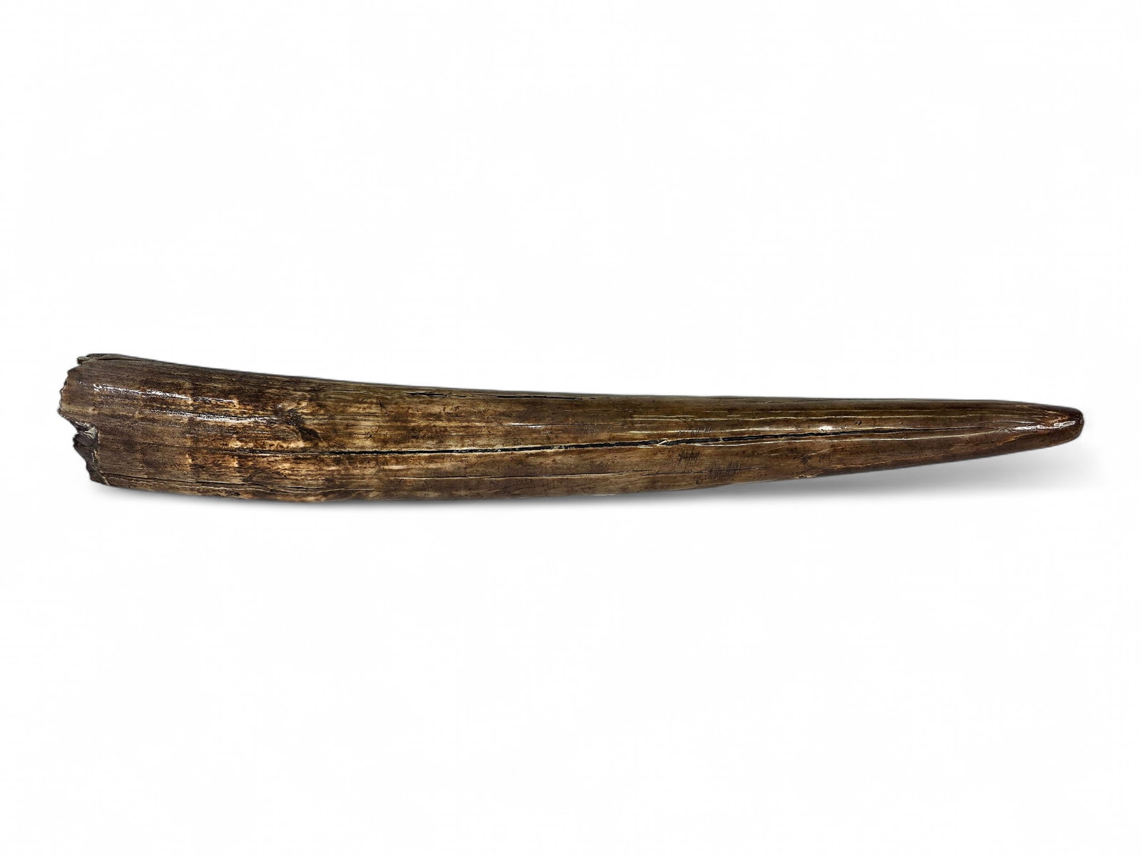 22" Fossilized Pacific Walrus Tusk (1 of 10)