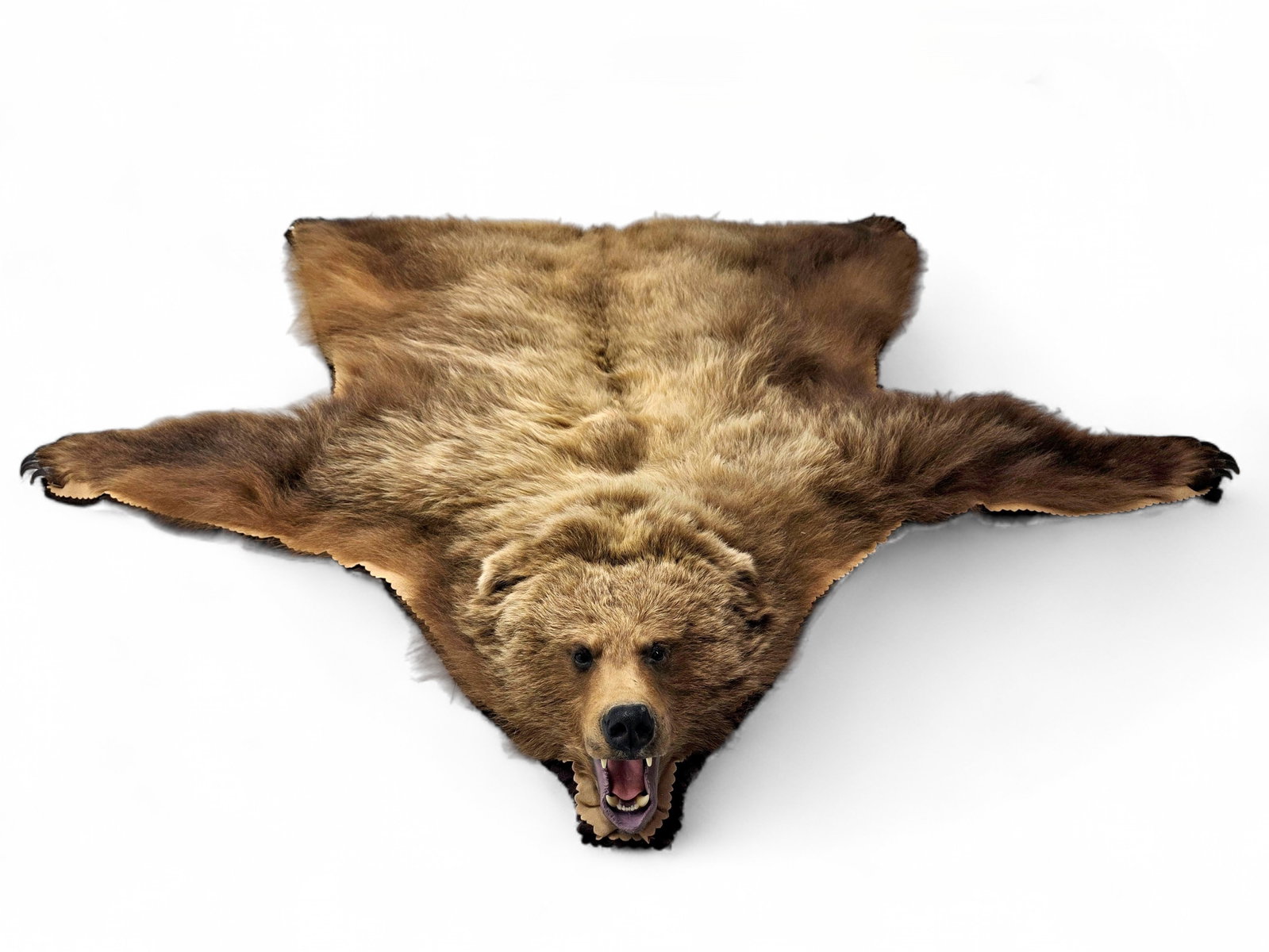 Large Grizzly Bear Rug with Open-Mouth Taxidermy Head: An imposing grizzly bear (Ursus arctos) rug spreading approximately seven and a half feet long, with an open-mouth mounted head and long projecting claws. Golden and blond-tipped fur over the head, ne