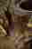 item-71457332=10