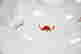 item-72697780=9