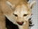 Mountain Lion Life-Size Taxidermy Mount - 10
