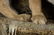 Mountain Lion Life-Size Taxidermy Mount - 11