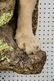 Mountain Lion Life-Size Taxidermy Mount - 12
