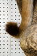 Mountain Lion Life-Size Taxidermy Mount - 13