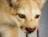Mountain Lion Life-Size Taxidermy Mount - 15