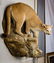 Mountain Lion Life-Size Taxidermy Mount - 17