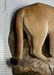 Mountain Lion Life-Size Taxidermy Mount - 18