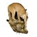Mountain Lion Life-Size Taxidermy Mount