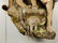 Mountain Lion Life-Size Taxidermy Mount - 2