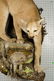 Mountain Lion Life-Size Taxidermy Mount - 3