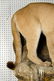 Mountain Lion Life-Size Taxidermy Mount - 4