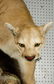 Mountain Lion Life-Size Taxidermy Mount - 5