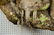 Mountain Lion Life-Size Taxidermy Mount - 6