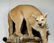Mountain Lion Life-Size Taxidermy Mount - 8
