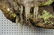 Mountain Lion Life-Size Taxidermy Mount - 9