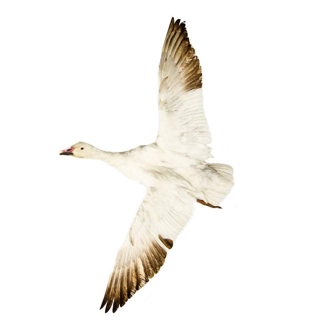 Snow Goose Waterfowl Life-Size Taxidermy Mount (1 of 16)