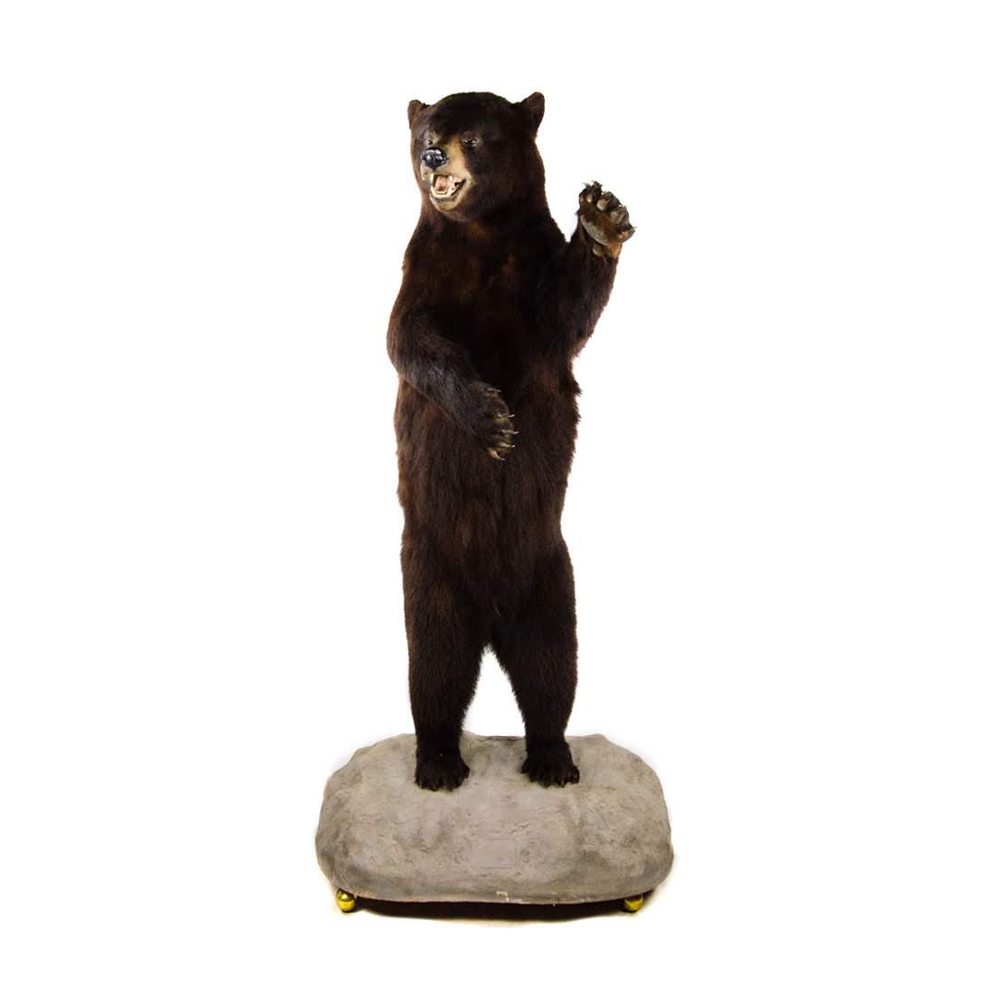 American Black Bear Life-Size Taxidermy Mount (1 of 18)