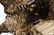 Eastern Wild Turkey Life-Size Taxidermy Mount - 12
