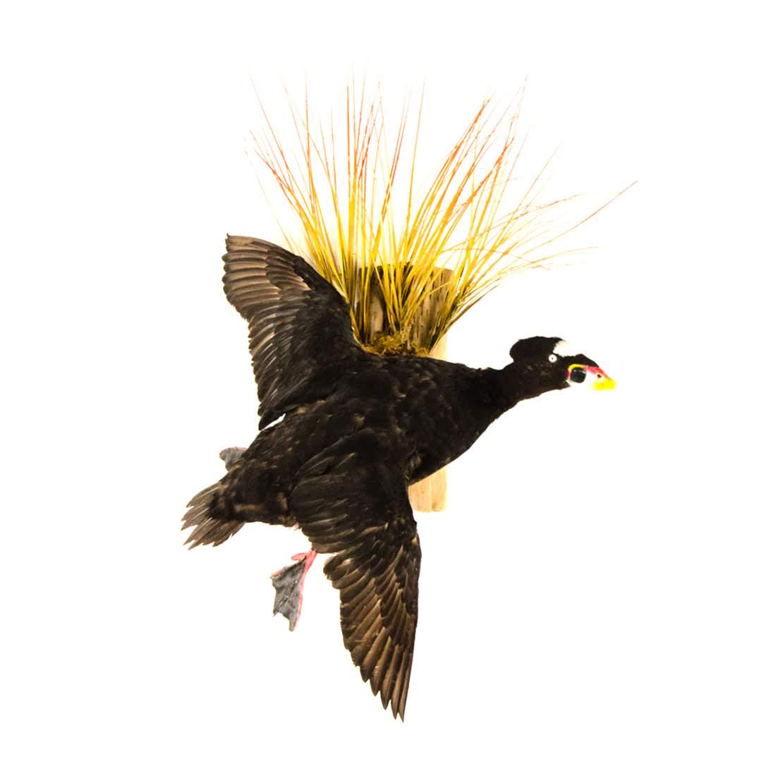 Surf Scoter Duck Waterfowl Life-Size Taxidermy Mount (1 of 14)